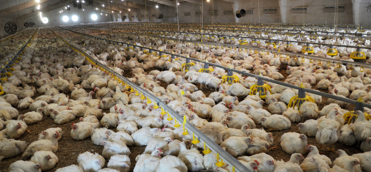 Broiler Poultry Farming: A Profitable Venture with the Right Guidance