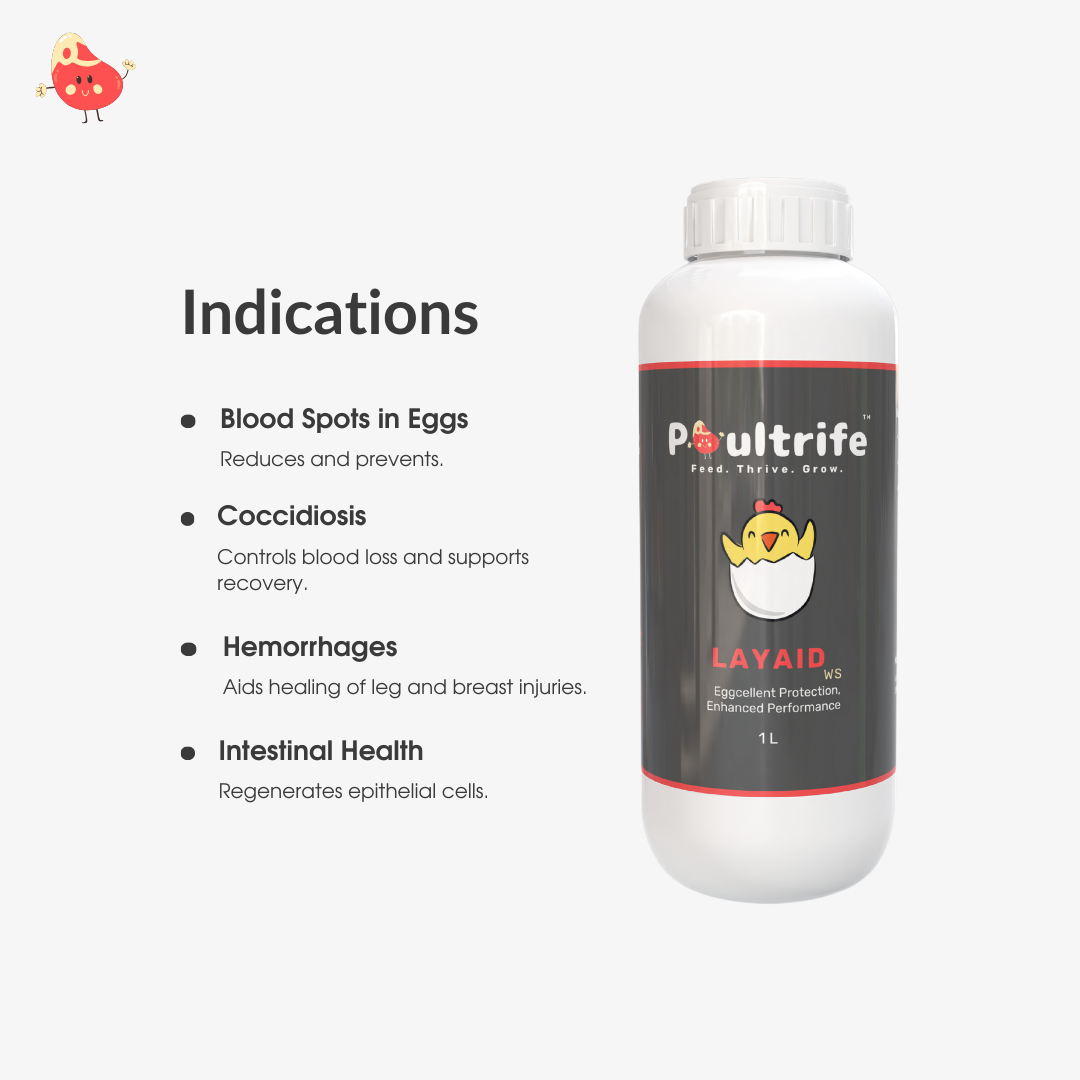 LAYAID WS – Eggcellent Protection for Poultry Health LAYAID WS – Eggcellent Protection for Poultry Health
