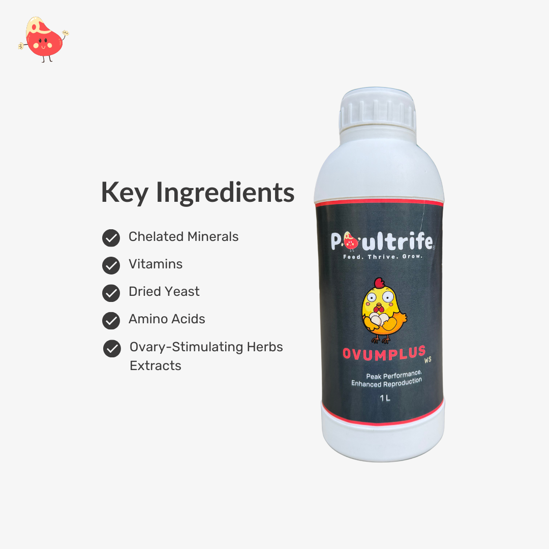 OVUMPLUS WS – Reproductive Performance via Water